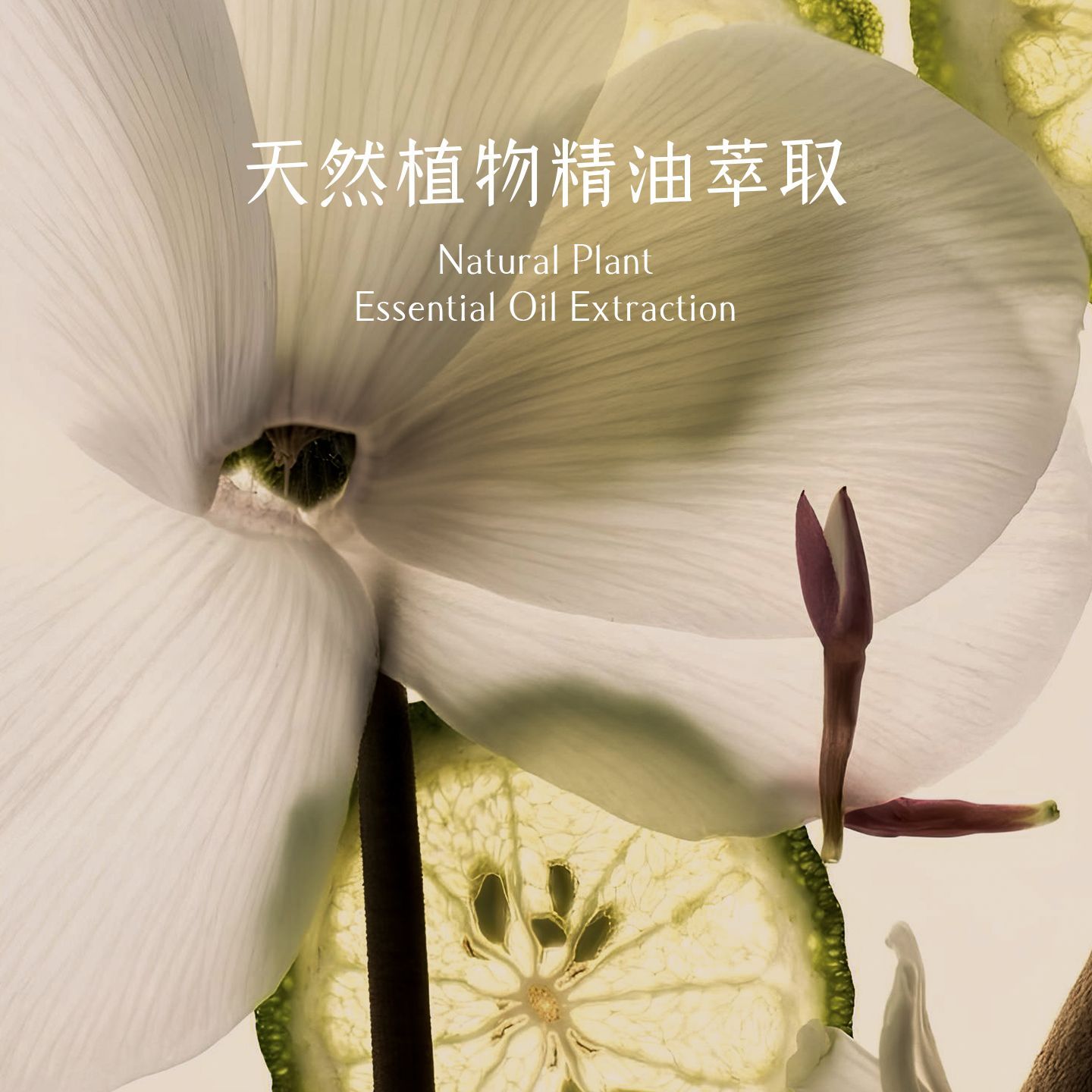 Aromatherapy candle indoor lon - đánh giá và giá Home Fragrance Gel